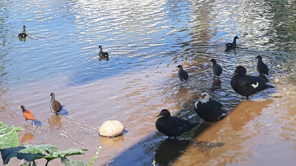 A beleza das aves na Lagoa do Meio, em Linhares.