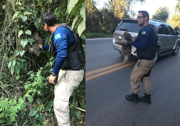 PRF ajuda bicho preguiça a atravessar BR-262