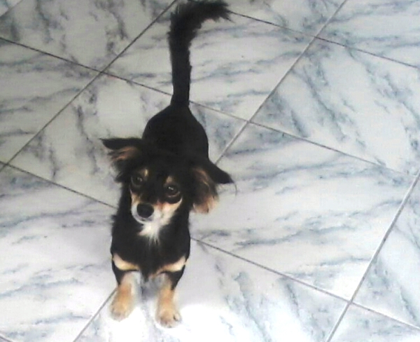 Recompensa para quem encontrar o Adri