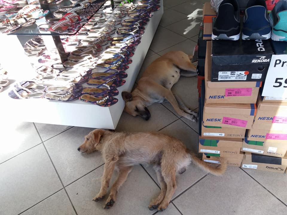 Proteção: Loja cede espaço para animais de rua no Centro de Linhares