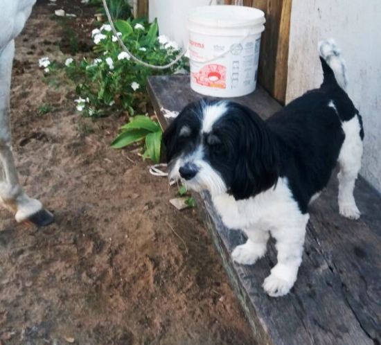 Garotinho de 11 anos pede ajuda para encontrar Toddy