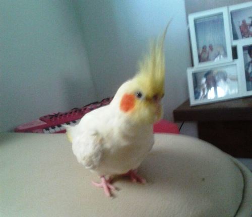 Encontrada! Papitinha está de volta ao lar