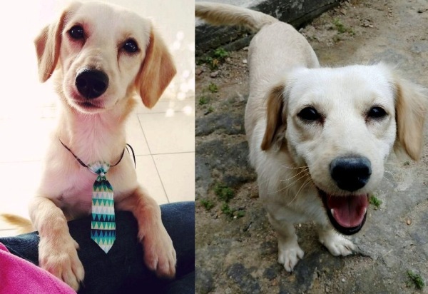 Urgente: Ajudem o Pingo a voltar para casa