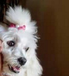 Encontrada: Olha a Mili aí!