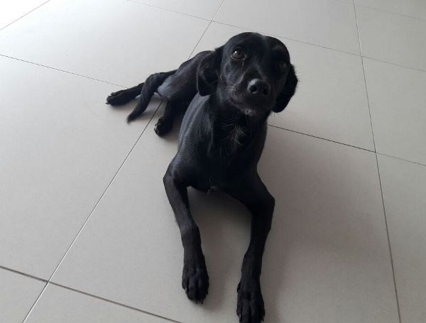 Quem é o dono dessa lindinha?