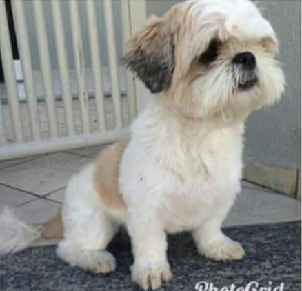 S.O.S: Quem viu o Thor por aí?