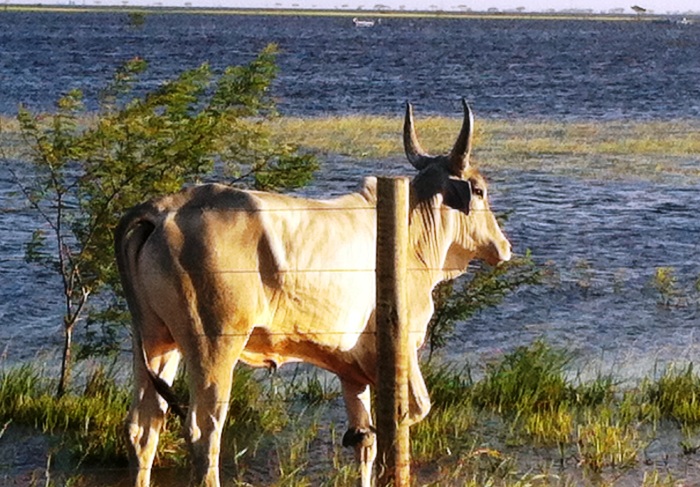 APL alerta pecuaristas para casos de leptospirose bovina