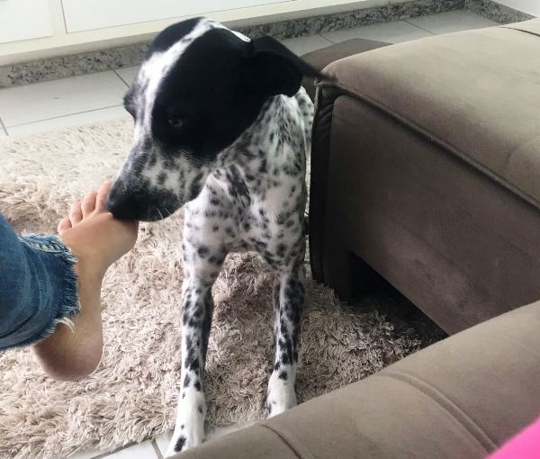 Recompensa para quem encontrar Olaf