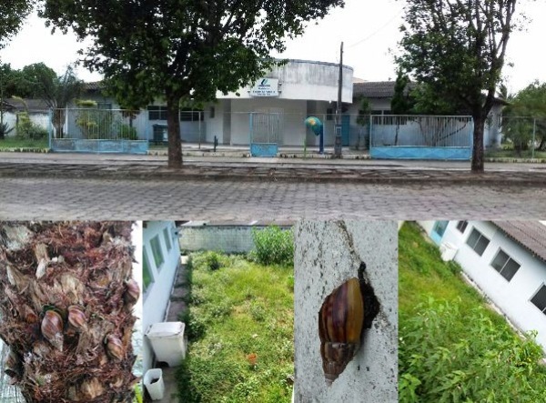 Posto de Saúde do São José: Caramujos e mato preocupam moradores 
