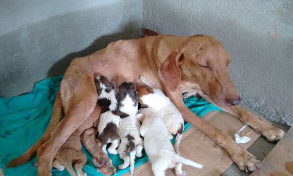 Solidariedade: Leitor acolhe ninhada e mãe em risco de morte