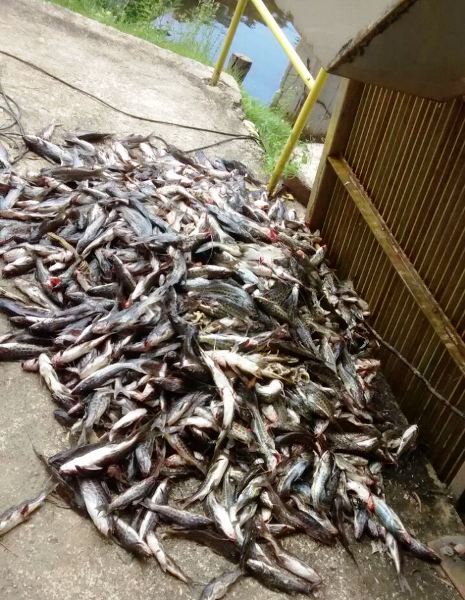 Após morte de peixes, Rio Pequeno é alvo de 