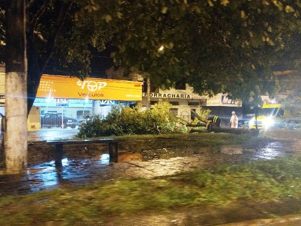 Chuva e vento em Linhares: Árvore cai e interdita lateral da BR-101 no BNH