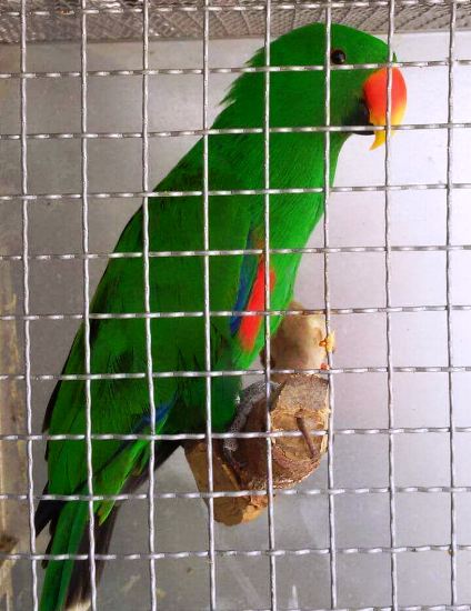 Dono pede ajuda para encontrar papagaio que fugiu no Shell