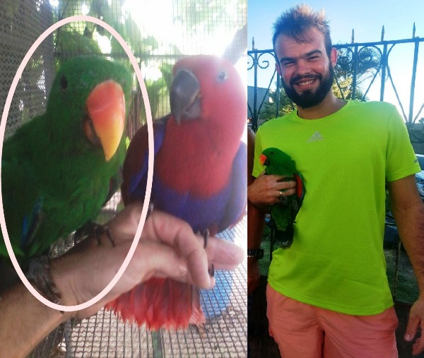 Encontrado! Papagaios estão juntos de novo