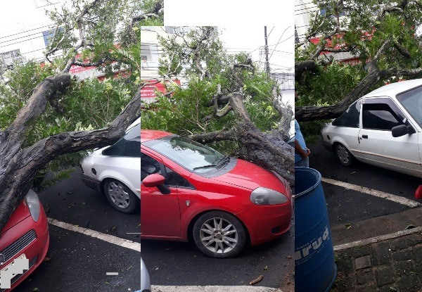 Árvore cai sobre carros em frente ao Sine de Linhares
