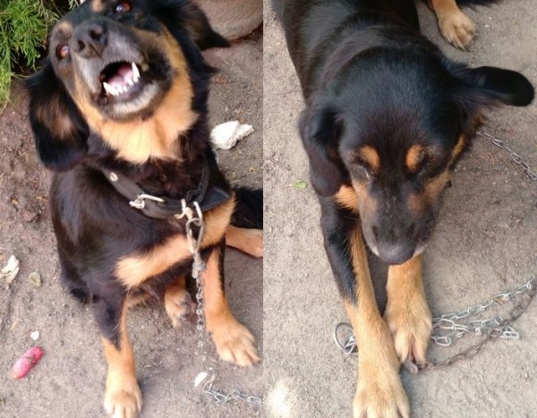 Abelhas atacam e matam cachorrinha no Interlagos