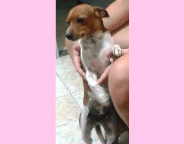 Belinha foge no Aviso. Quem a viu por ai?