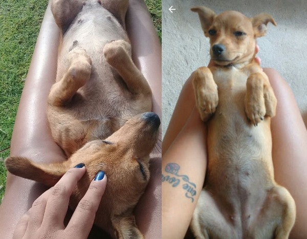 Urgente: Flor pula de carro e deixa donos desesperados