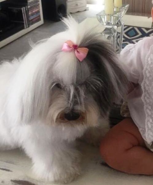 Quem viu a Jully? Animal tem cirurgia marcada para semana que vem