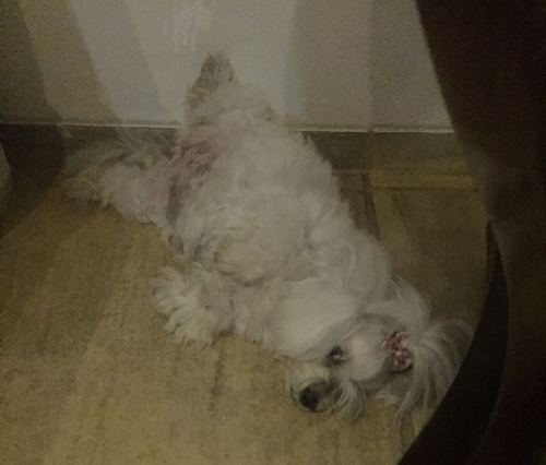 Ela apareceu! Obrigada, Eu Vi em Linhares, diz dona de Jully