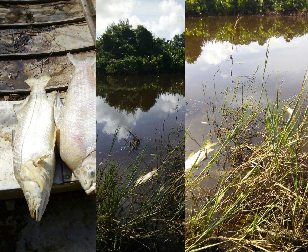Morte de peixes em Linhares: 
