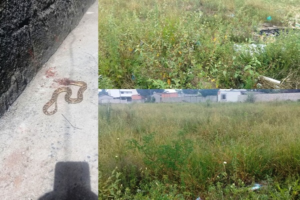 Cobra invade casa no Planalto e leitora pergunta: Quem vai limpar esse lote?