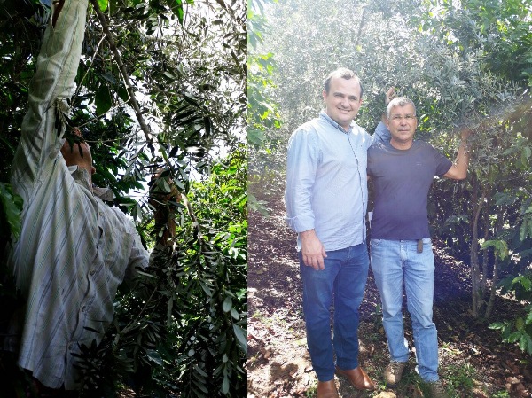 Sensacional, não é? Comemora Maurinho Rossoni sobre colheita de azeite extravirgem no ES