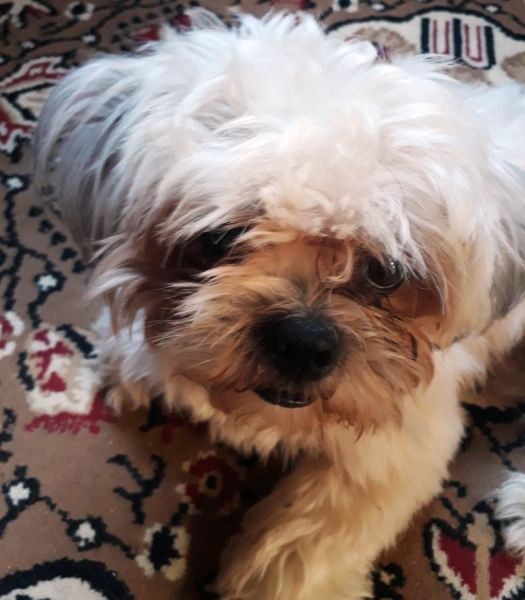 Movelar: Dona desesperada para localizar Mick