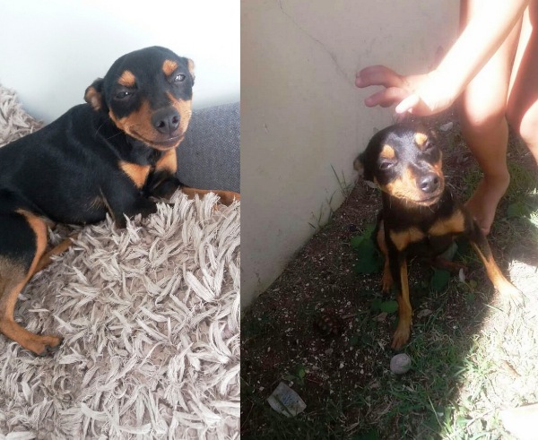 Urgente: Recompensa para quem encontrar a Lila