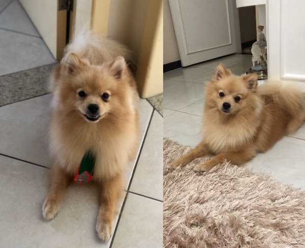 Fugiu no Centro: R$300 para quem encontrar Noah