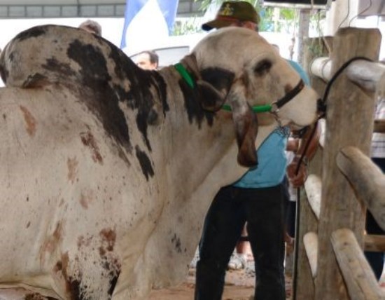 Semana será marcada por Feira de Touros em Linhares