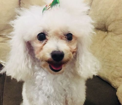 Final feliz: Olhe a Tchula de volta ao lar, pessoal!