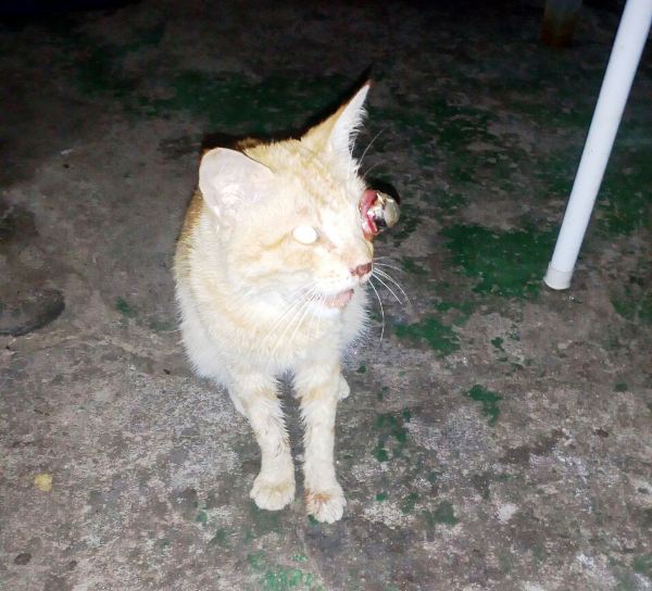 Urgente: Quem pode ajudar o Nino?