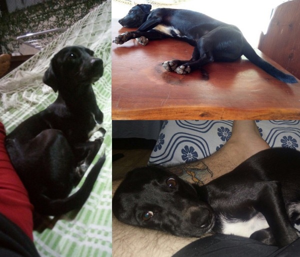 Recompensa para quem encontrar o Gordinho