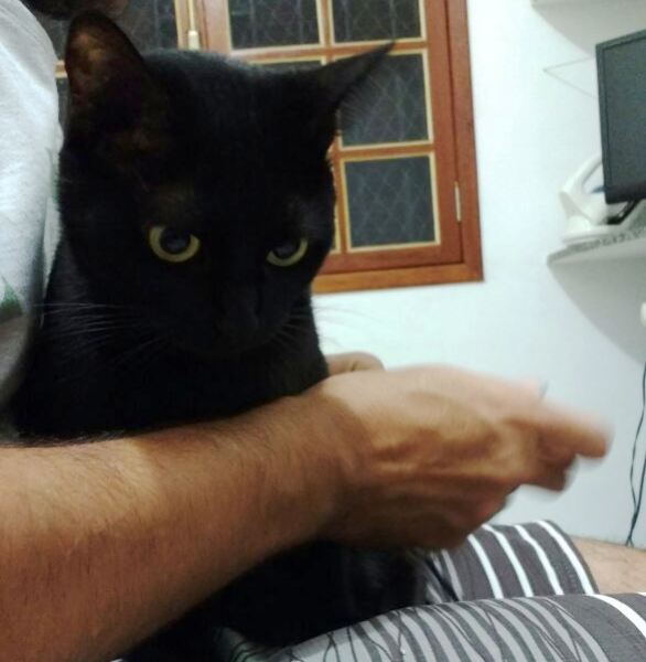 Gatinha adotada foge no BNH. 