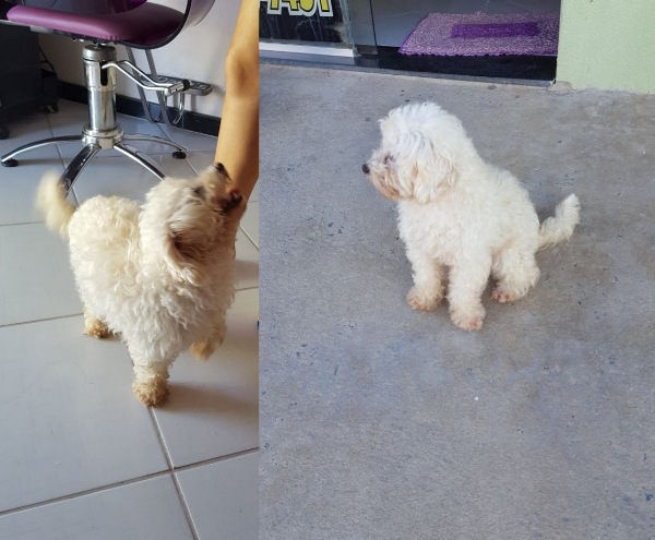 De quem é? Cadelinha linda aparece no bairro Aviso