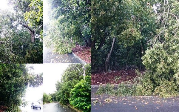 Troncos de árvores caem sobre fiação e preocupam moradores do Interlagos
