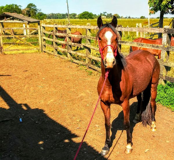 Égua prenha desaparece e dono paga recompensa para ter animal de volta