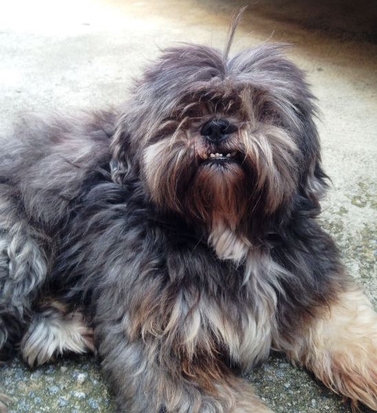 Reconhecido! Leitora encontra cachorrinho e devolver ao dono