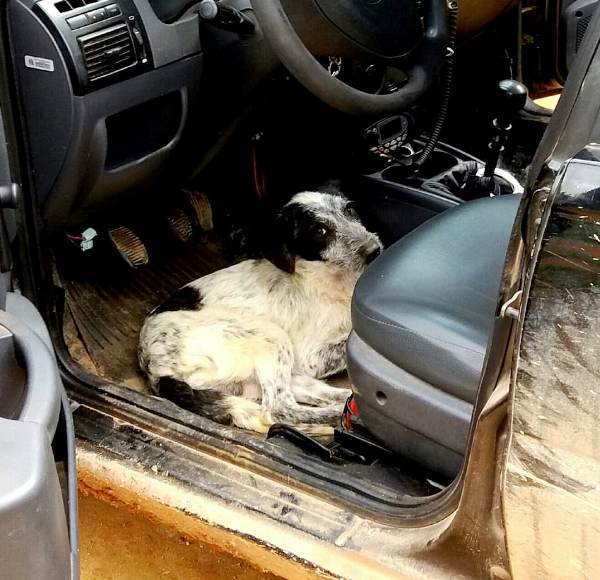 Cachorro surpreende policiais em ação para recuperar carros roubados