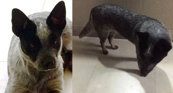 Encontrada! Amora já está de volta ao lar