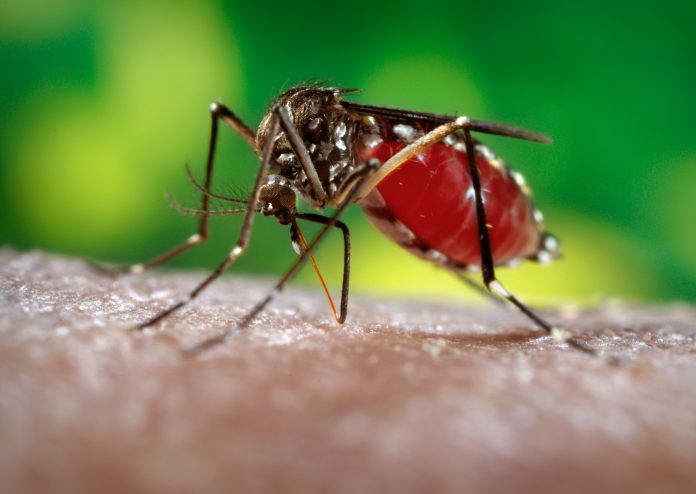 Linhares está em estado de alerta contra a dengue