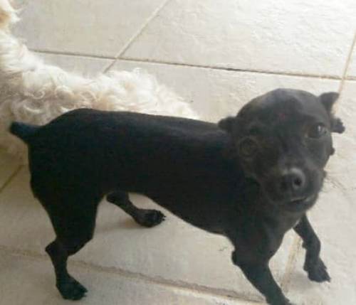 Criança chora de saudade de Dora