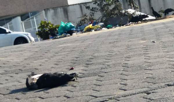 Leitor pede providências para acúmulo de lixo no Araçá
