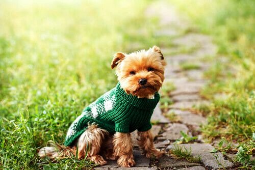 Seu animal de estimação deve usar roupa durante o inverno?
