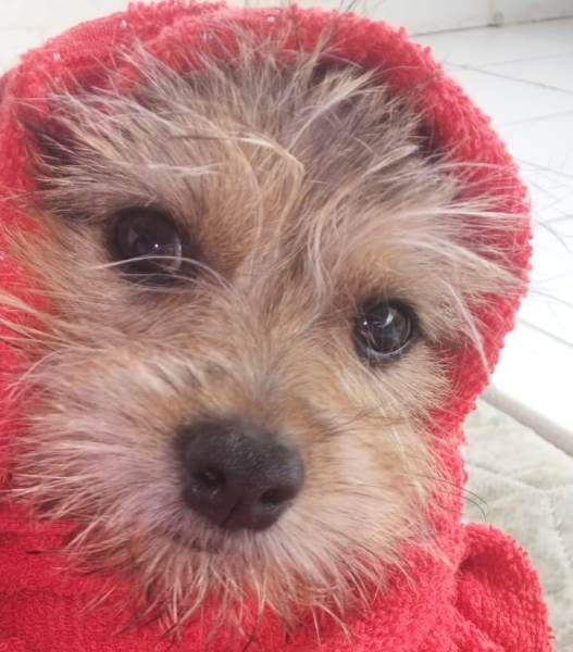 Encontrado: Leitora vê Pingo no 