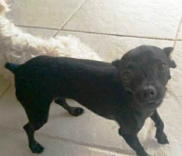 Mistério: Dora é deixada no portão de casa