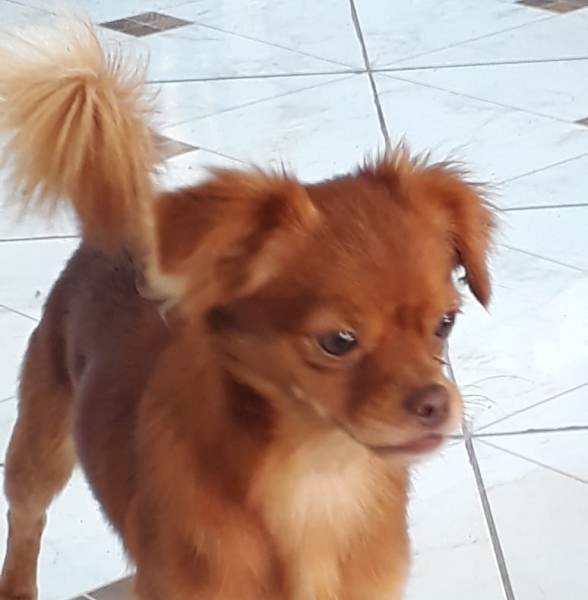 Cadê o dono desse lindinho?