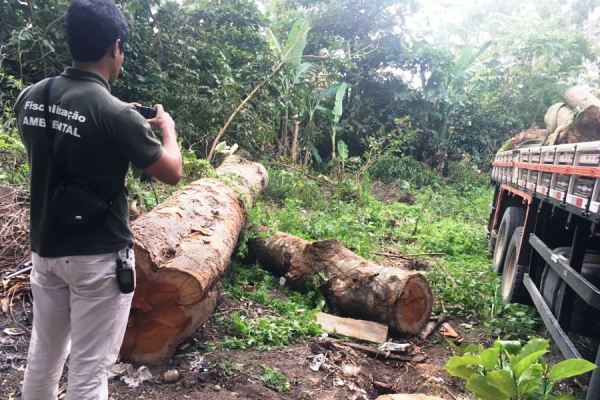 Denúncia: Madeira ilegal apreendida no bairro Vila Isabel