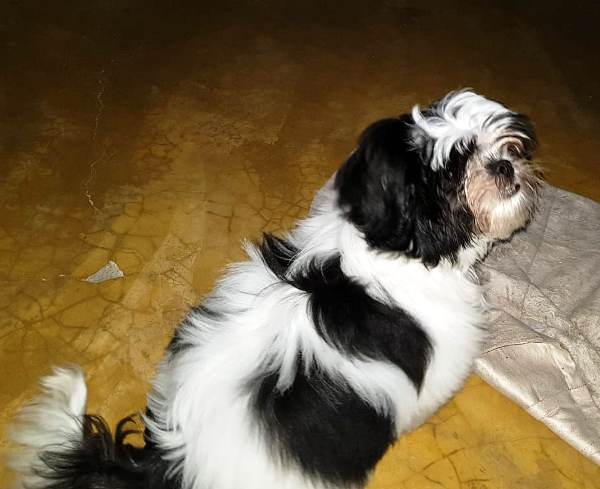 Ravena escapa no Movelar: Animal faz químio, e família pede ajuda